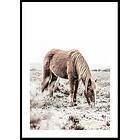 Gallerix Poster Wild Horse In Field 5334-21x30G