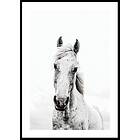 Gallerix Poster White Horse Up Close 5340-21x30G