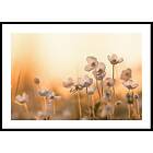Gallerix Poster Wild Anemone In Sunset 50x70 4696-50x70