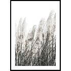 Gallerix Poster Wild Grass Tall 21x30 5349-21x30