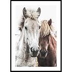 Gallerix Poster Wild Horses Up Close 21x30 5335-21x30