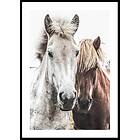 Gallerix Poster Wild Horses Up Close 50x70 5335-50x70