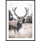 Gallerix Poster Wild Stag 21x30 5305-21x30