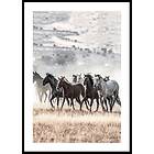 Gallerix Poster Wild Horses Free Spirit 21x30 5337-21x30