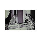 Nordic Furniture Group Bild Cheeta I Spegel, Glas, 100x150cm