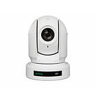 White Birddog P400
