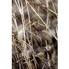 Malerifabrikken Poster Mellow Grasses 9 Beige