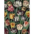 Mindthegap Tulipa WP20178