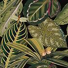 Mindthegap Amazonia WP20159