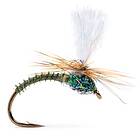 Guideline Klink Dk. Olive Biot #16