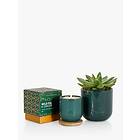 The Little Botanical Forever Green Candle Gift Set