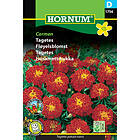 Hornum Tagetes, Carmen