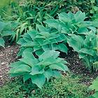 @plant Planta Daggfunkia Sieboldiana Hosta 3-pack GTG30090-3