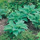 @plant Planta Daggfunkia Sieboldiana Hosta 6-pack GTG30090-6