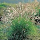 @plant Planta Glansmiskantus Adagio Miscanthus sinensis 'Adagio' 2l GTG30272 2L