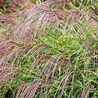 @plant Planta Glansmiskantus Little Miscanthus sinensis 'Little Zebra' 2l GTG30274 2L