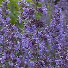 @plant Planta Kantnepeta Walker´s Nepeta x faassenii 'Walker's Low' 15-pack 101504-15