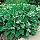 @plant Planta Lammöron Big Stachys byzantina 'Big Ears' 15-pack GTG30043-15