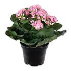 Fröken Fräken Konstväxt Kalanchoe 3423-20-1