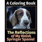 The Reflections of My Welsh Springer Spaniel