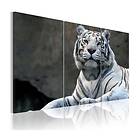 Arkiio Tavla White Tiger A3-N1399-DKXA