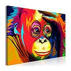 Arkiio Tavla Colourful Orangutan A3-N7987A