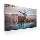 Arkiio Tavla Wild Animal A3-N7123-DKA