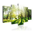 Arkiio Tavla Green Glade A3-N3480A