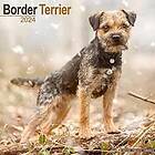 Border Terrier Calendar 2024 Square Dog Breed Wall Calendar 16 Month