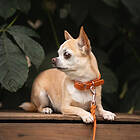 Classy Tyylivoitto Hundhalsband Liten Modell Mörk Orange (XS)