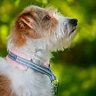 Glitter Kusse & Kutta Hundhalsband Mjuk Persika (5)