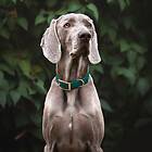 Classy Tyylivoitto Hundhalsband Stor Modell Grön (XL)