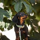 Classy Tyylivoitto Hundhalsband Ljusgrön (XS)