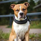 Kusse&Kutta Kusse & Kutta Hundhalsband Bred Modell Svart Glitter (6)