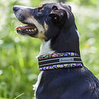 Kusse&Kutta Kusse & Kutta Hundhalsband Lycra Bred Modell Blommor (6)