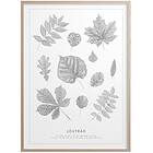 Kunskapstavlan Lövträd Poster 30x40 cm
