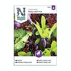 Nelson Garden Frö Sallat Baby Leaf Mix 85971