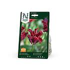 Nelson Garden Tulipan Triumf Red Dress 6st