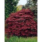 Omnia Garden Prydnadsbuske Röd Japansk Lönn Atropurpureum 40-60 cm