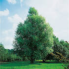 Piardino Prydnadsträd Klotpil Grön 100-120 Cm