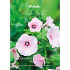 Weibulls Sommarmalva, Pink Blush