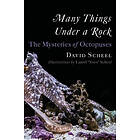 David Scheel: Many Things Under a Rock: The Mysteries of Octopuses