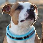 Kusse & Kutta Fluffigt Hundhalsband Ljusblå (4)