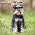 Schnauzer Miniature Calendar 2024 Square Dog Breed Wall Calendar 16 Month