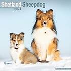 Shetland Sheepdog Calendar 2024 Square Dog Breed Wall Calendar 16 Month