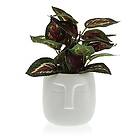 Bigbuy Home Hemprodukter