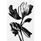 Pelcasa Poster Black Flower 2378929 21x30 cm 2378929-1