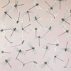 Mimou Dragonfly WP2167