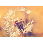 A.S. Creation Designwalls Digital 350*255 Dandelion DD118594