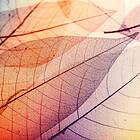 A.S. Creation Designwalls Digital 350*255 LimpidLeaf DD118586